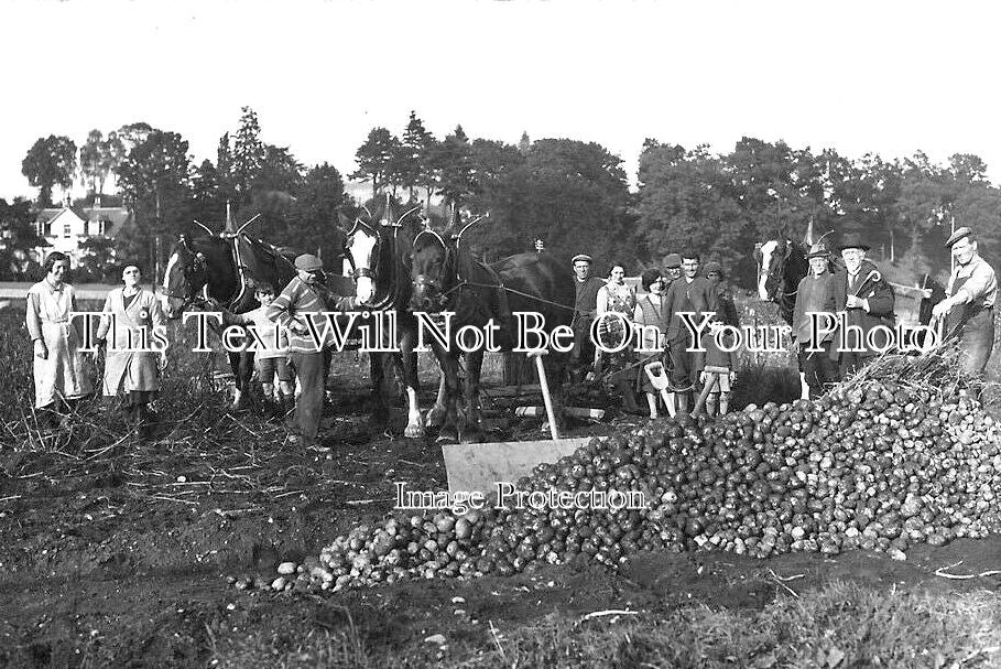 SC 1077 - Easter Essendy Farm, Blairgowrie, Perthshire, Scotland