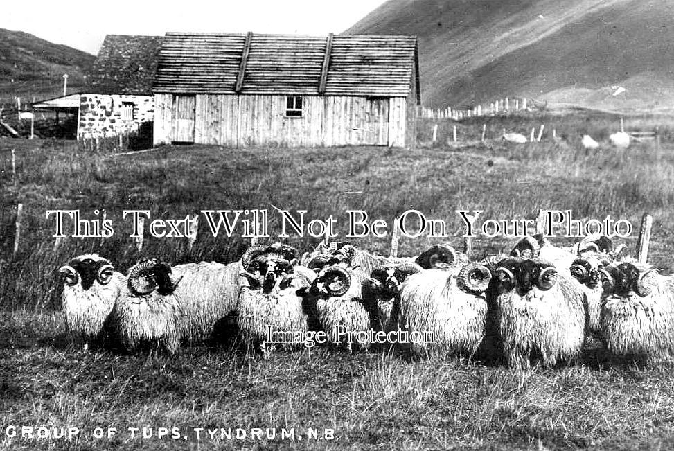 SC 2144 - Group Of Tups, Tyndrum, Perthshire, Scotland