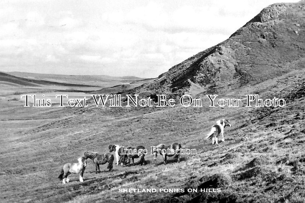 SC 2894 - Shetland Ponies, Scotland