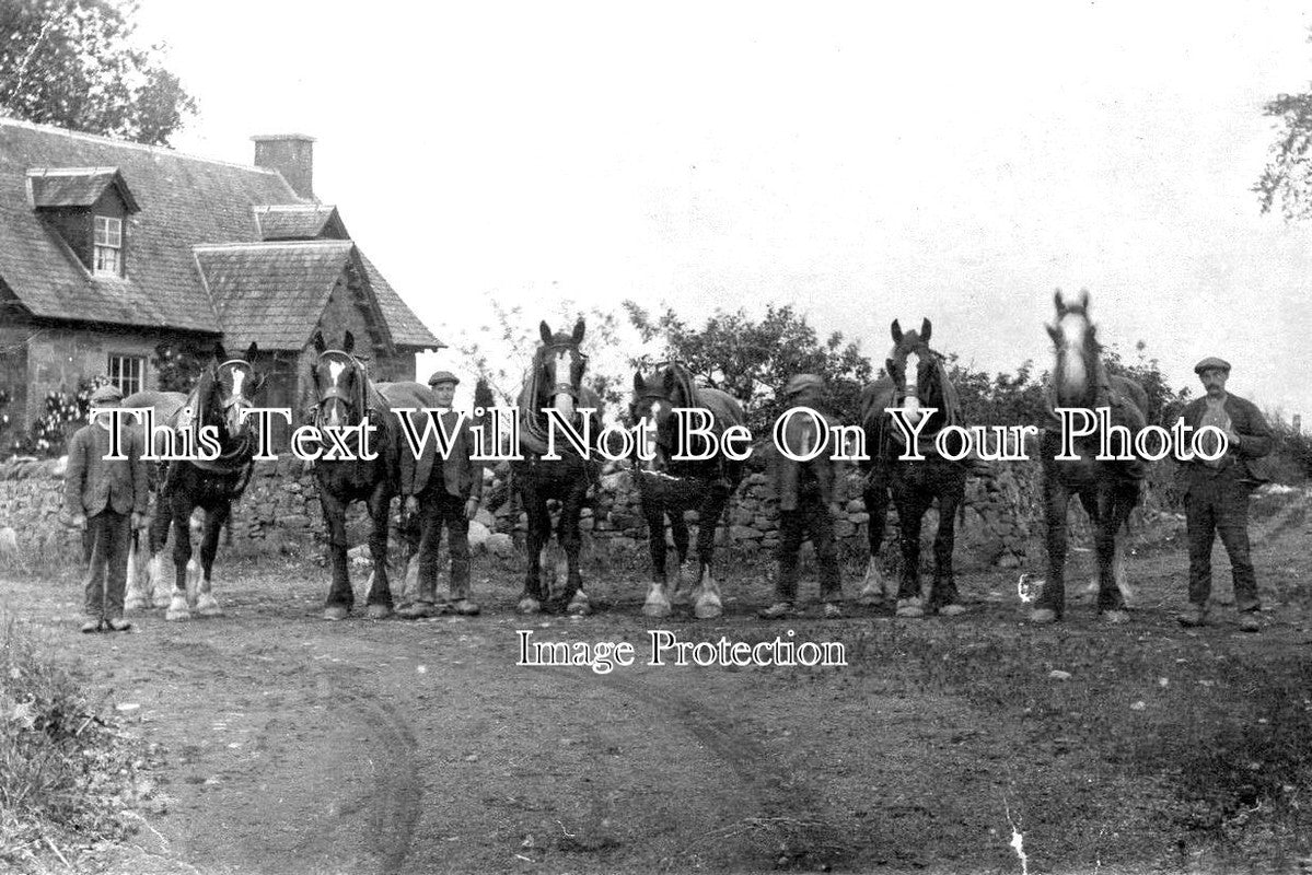 SC 3588 - Working Horses, Forgan, Perthshire, Scotland