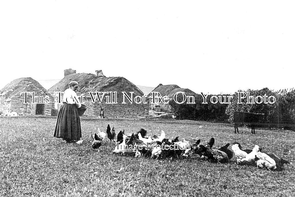 SC 916 - Chickens At Kirkwall, Orkney Islands, Scotland