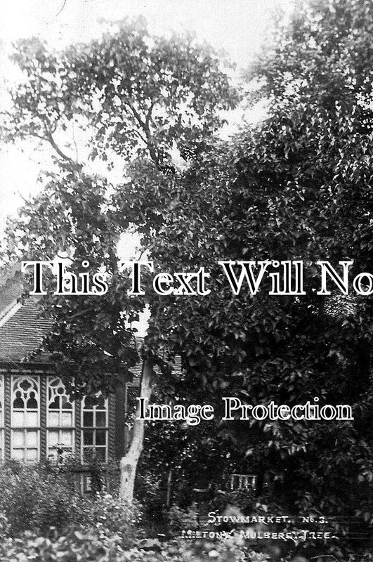 SF 164 - Meltons Mulberry Tree, Stowmarket, Suffolk