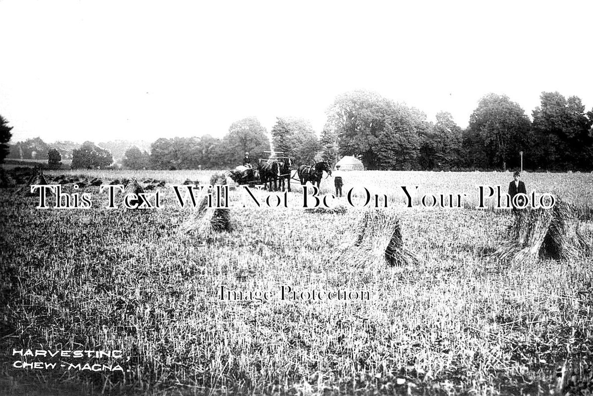 SO 1471 - Harvest At Chew Magna, Somerset