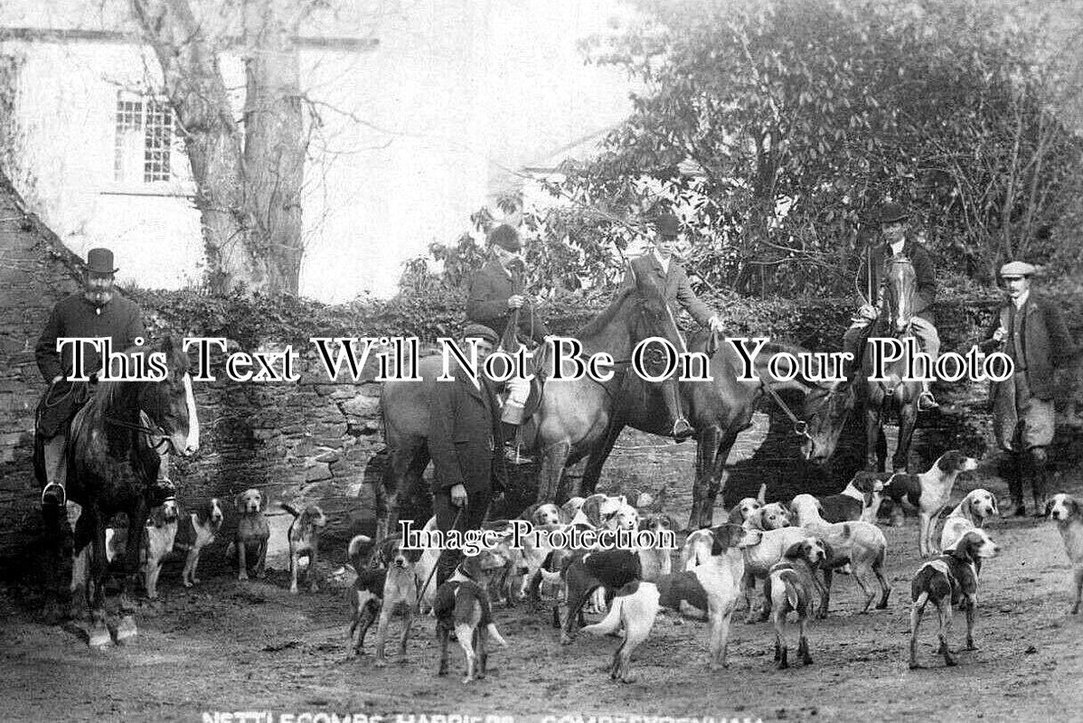 SO 1893 - Nettlecombe Harriers At Combe Sydenham, Somerset c1905