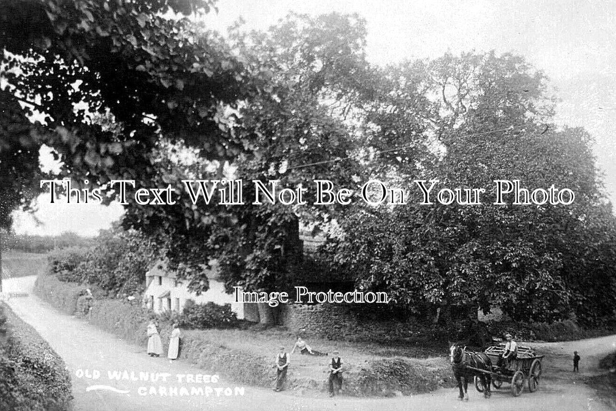 SO 2879 - Old Walnut Tree, Carhampton, Somerset