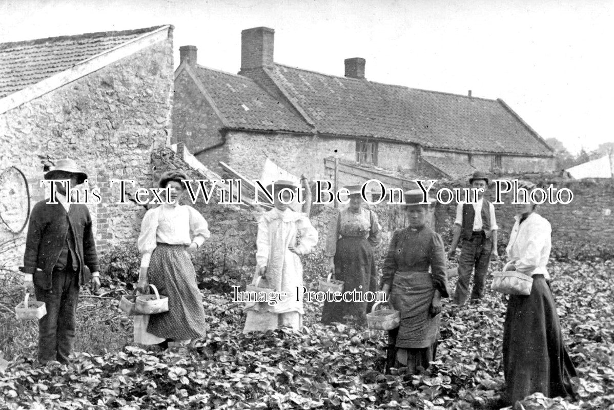 SO 2964 - Strawberry Picking, Banwell Cottages, Somerset