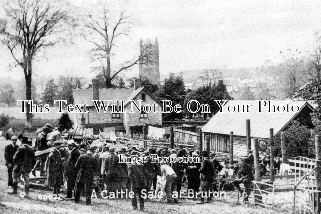 SO 430 - Cattle Sale At Bruton, Somerset