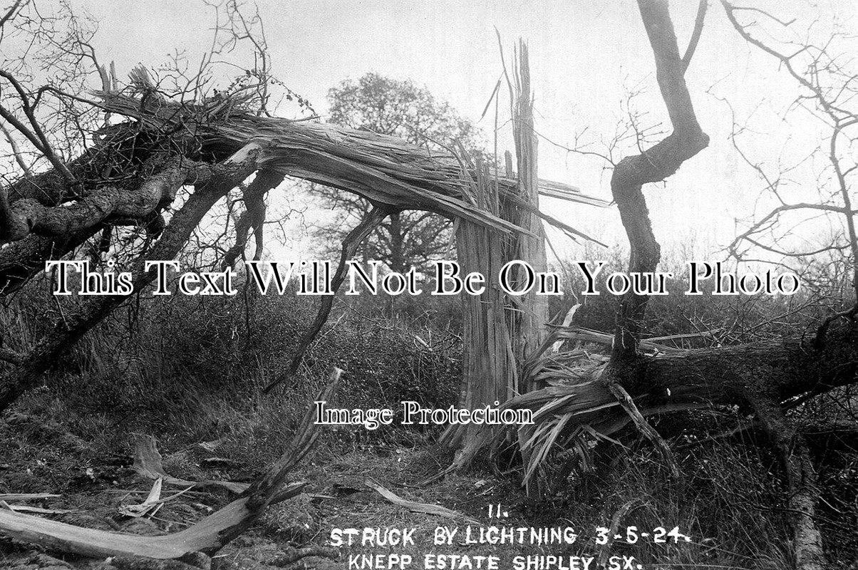 SP 16 - Tree Struck By Lightning, Knepp Estate, Shipley, Sussex 1924