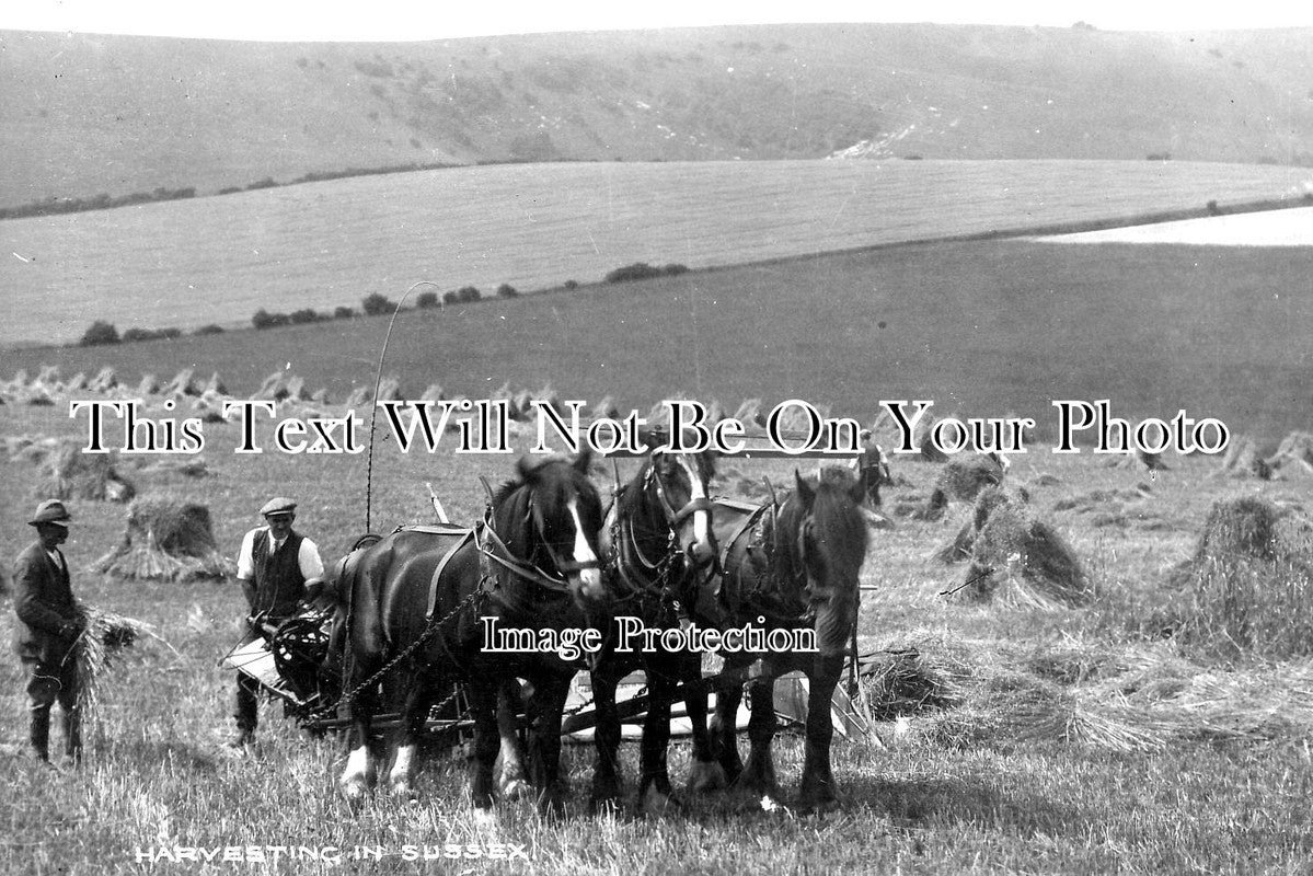 SP 506 - Harvesting In Sussex
