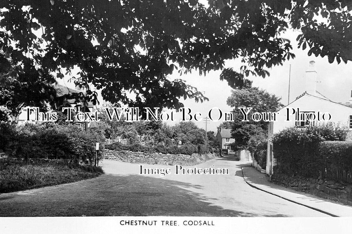 ST 1806 - Chestnut Tree, Codsall, Staffordshire