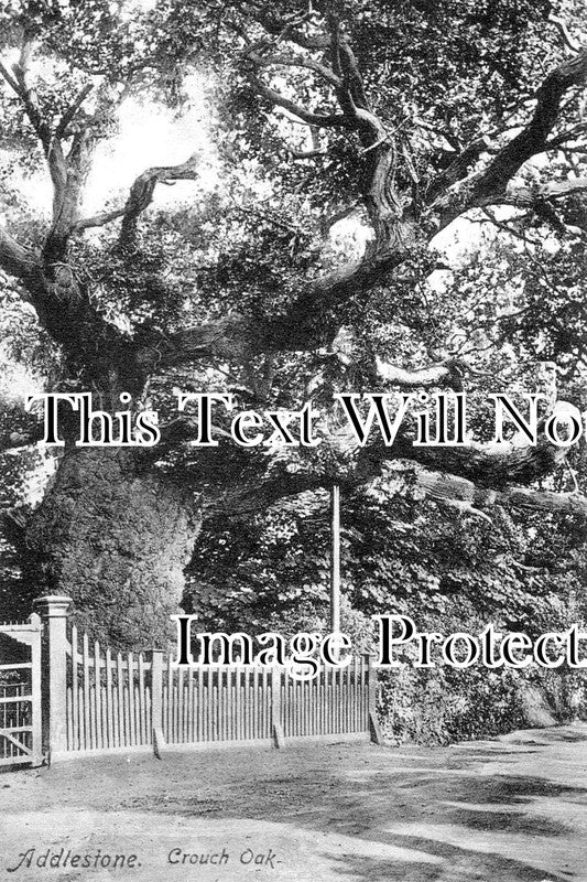 SU 3883 - The Crouch Oak, Addlestone, Surrey c1905