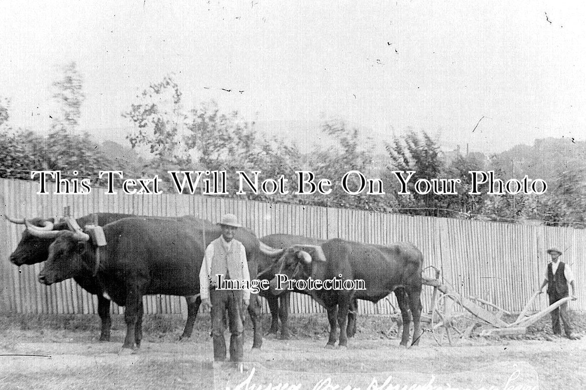 SX 109 - Oxen Ploughing At Lewes, Sussex c1915