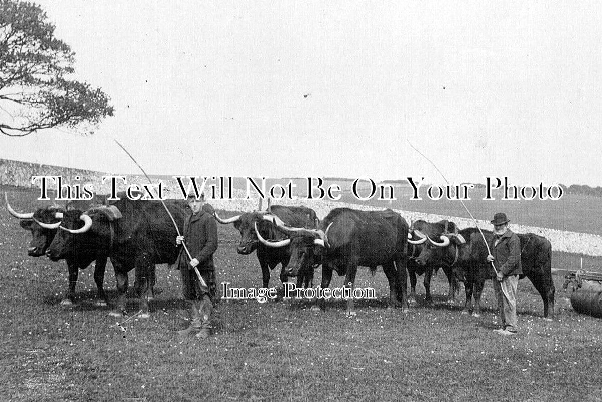 SX 110 - Oxen Ploughing At Lewes, Sussex c1915
