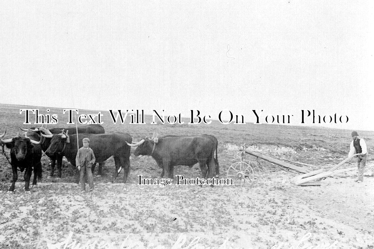 SX 111 - Oxen Ploughing At Lewes, Sussex c1915
