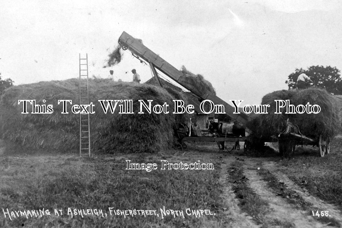 SX 1139 - Hay Making At Ashleigh, Fisher Street, North Chapel, Sussex c1914