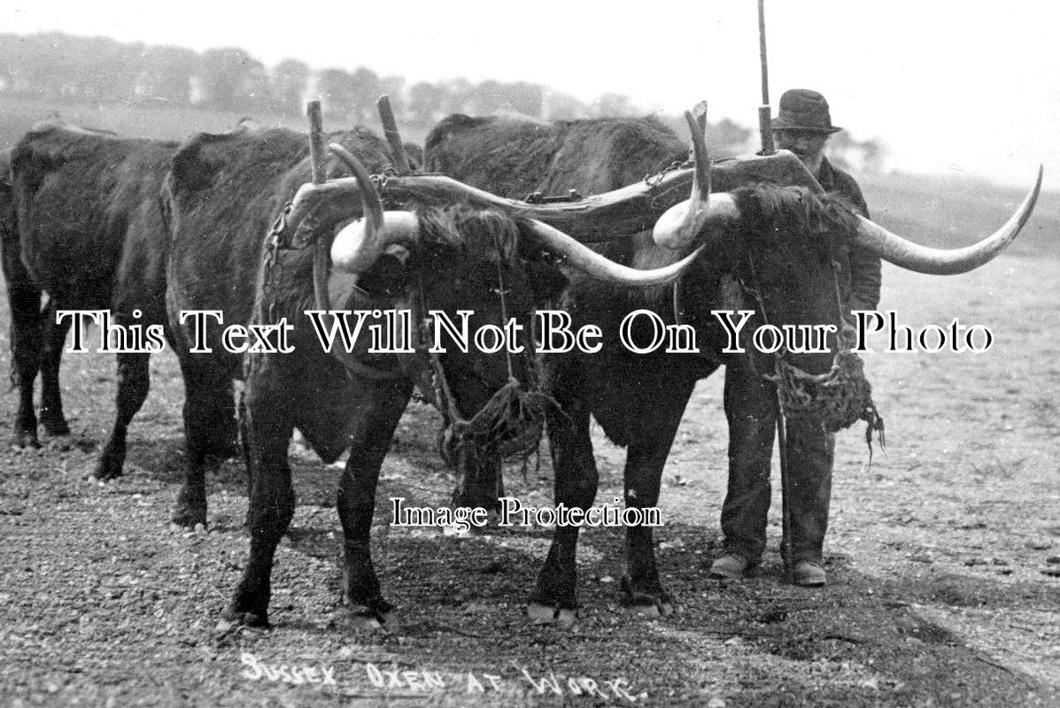 SX 2460 - Oxen at Work, Sussex