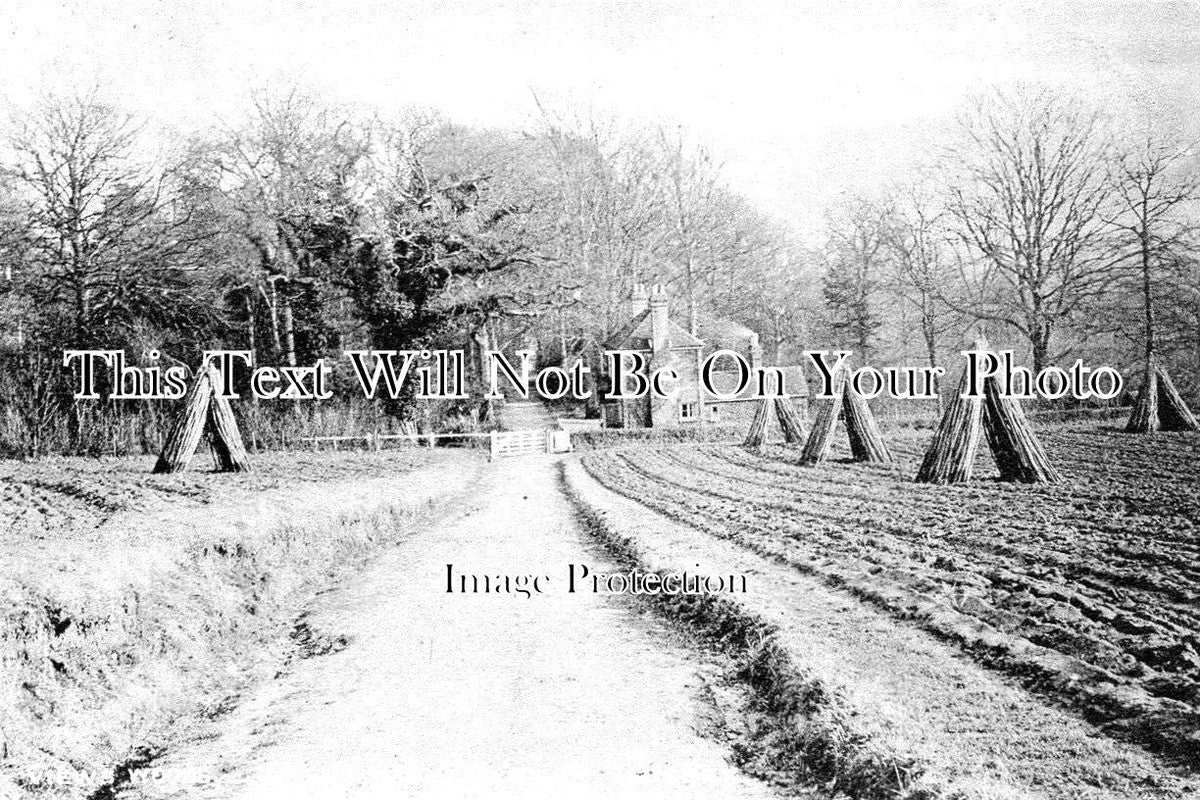 SX 2623 - Woods Leading To Buxted Park, Sussex c1907