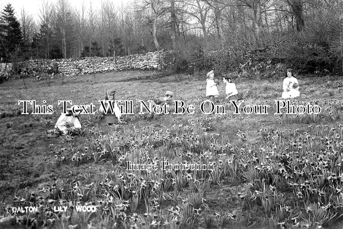 SX 3873 - Dalton Lily Wood, Sussex