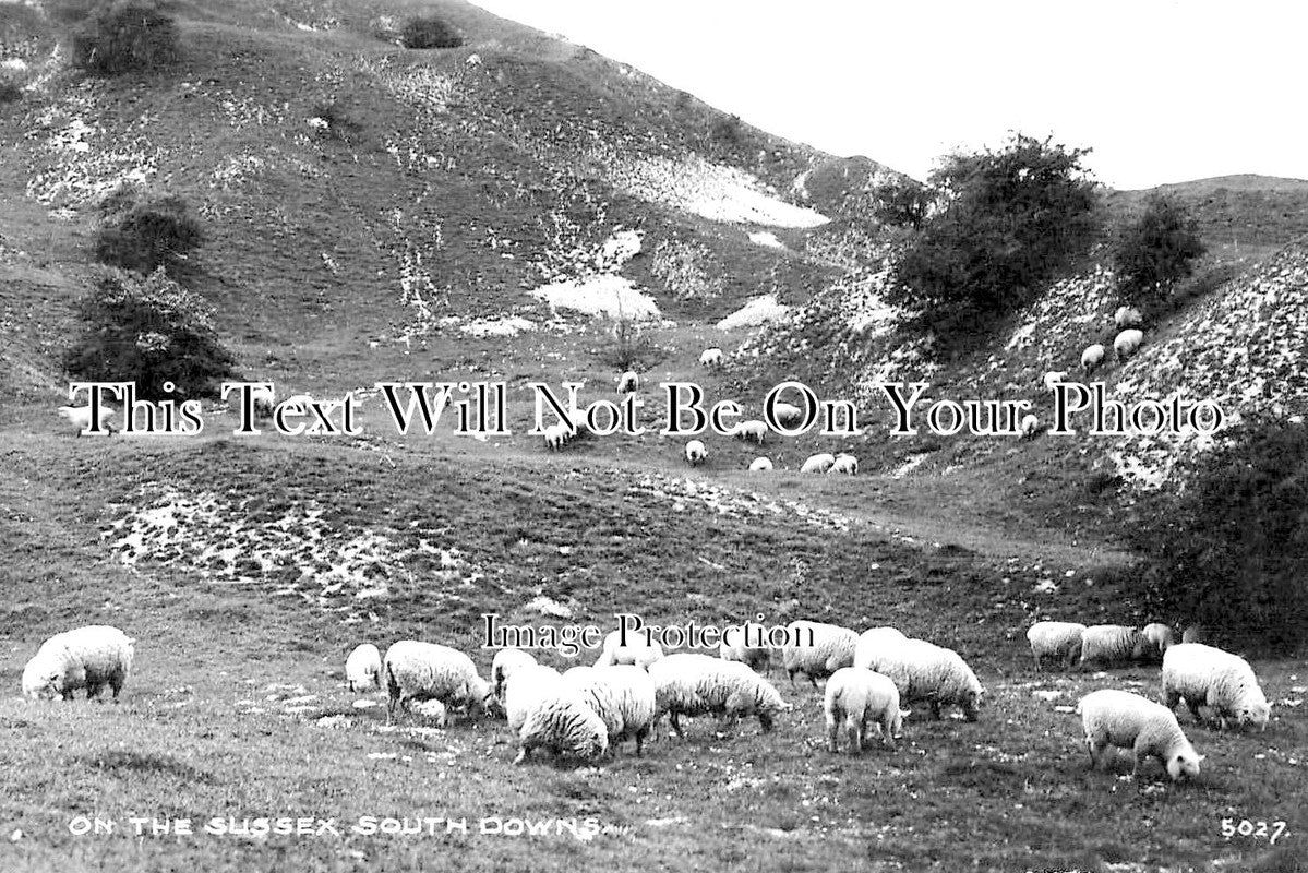 SX 4017 - On The Sussex South Downs