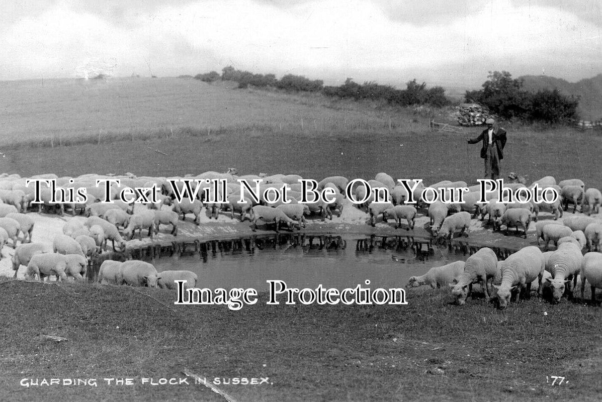 SX 5898 - Guarding The Flock, Seaford Area, East Sussex c1935