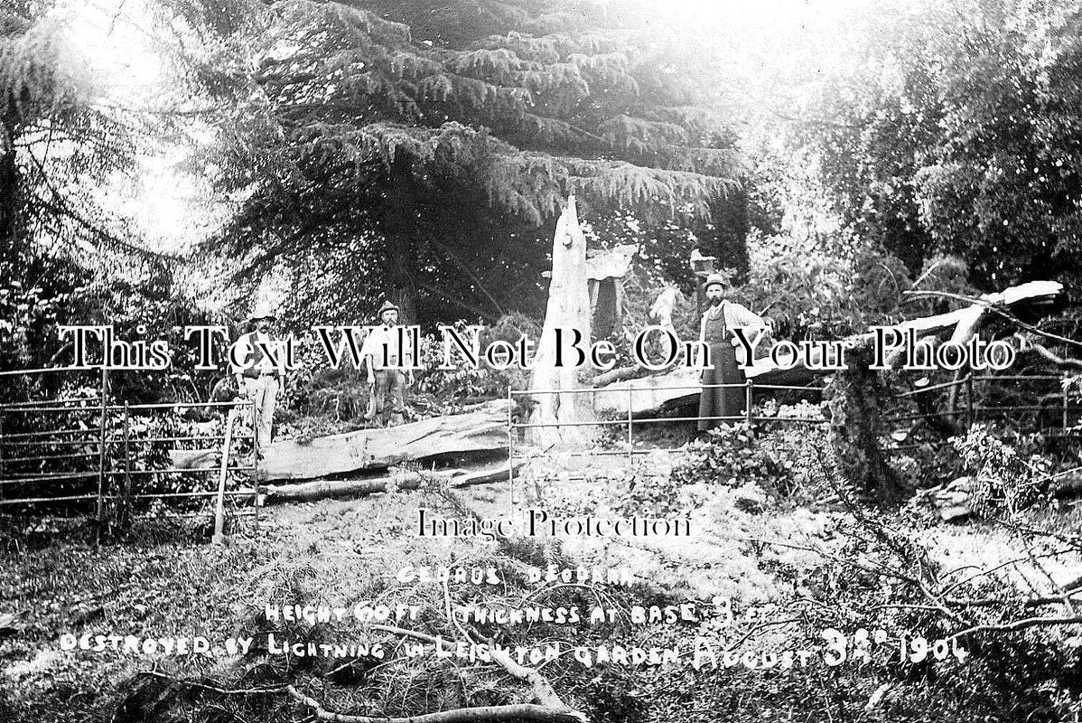 WI 545 - Leighton House Garden Lightning Strike, Westbury, Wiltshire 1904