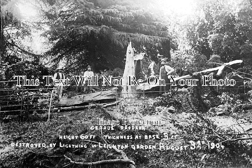 WI 62 - Tree Destroyed By Lightning, Westbury Leighton, Wiltshire 1904