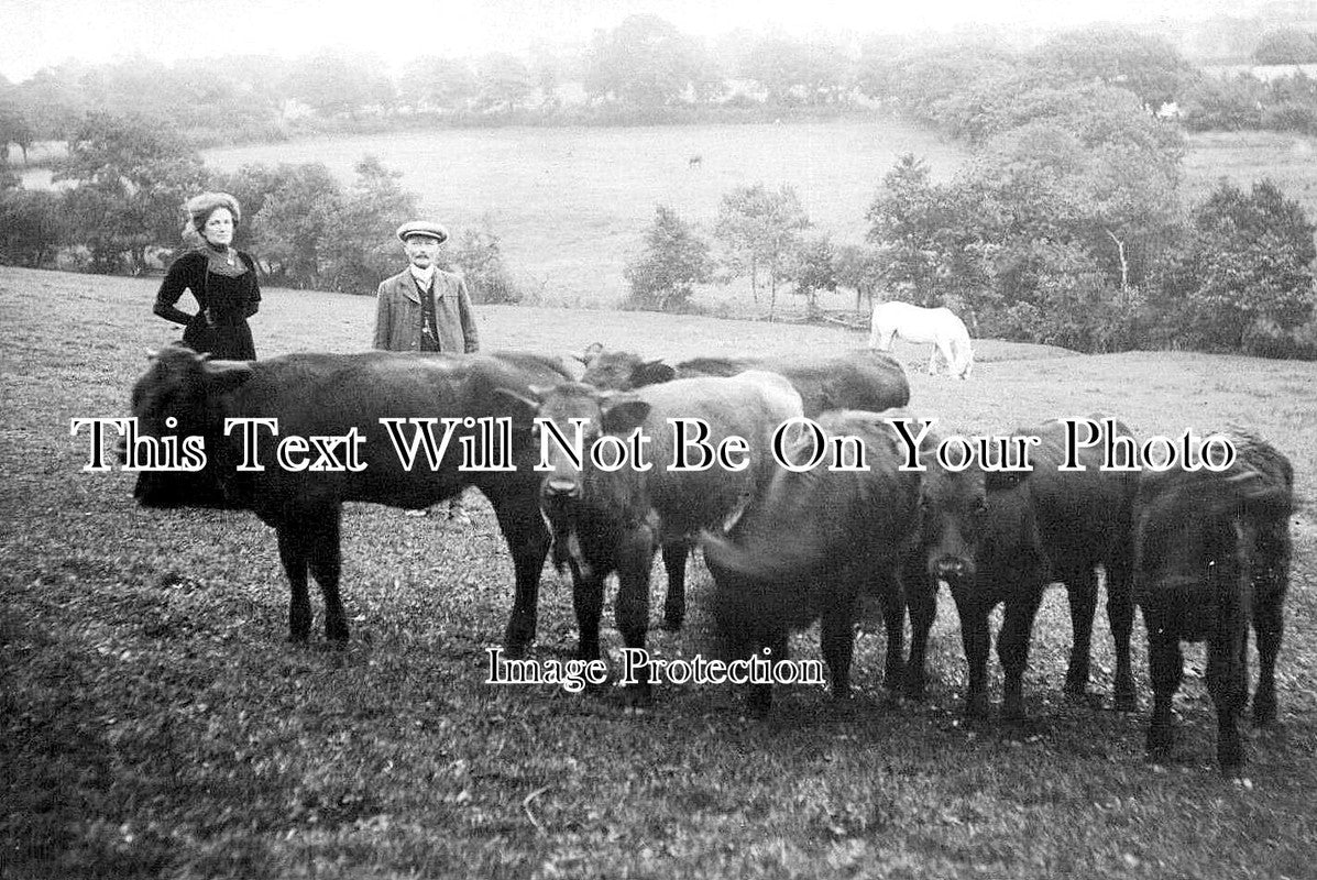 WL 1409 - Cattle At Clynderwen, Wales