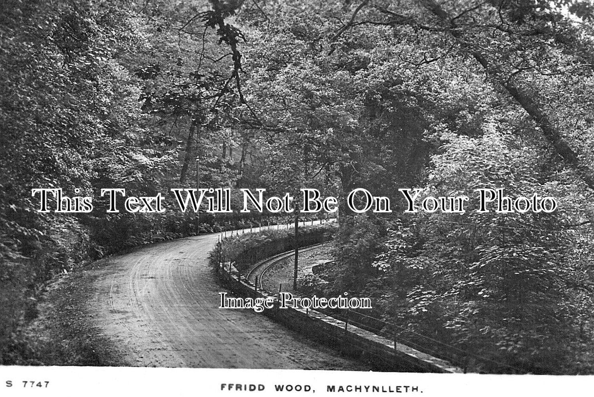 WL 2293 - Ffridd Wood, Machynlleth, Wales c1915