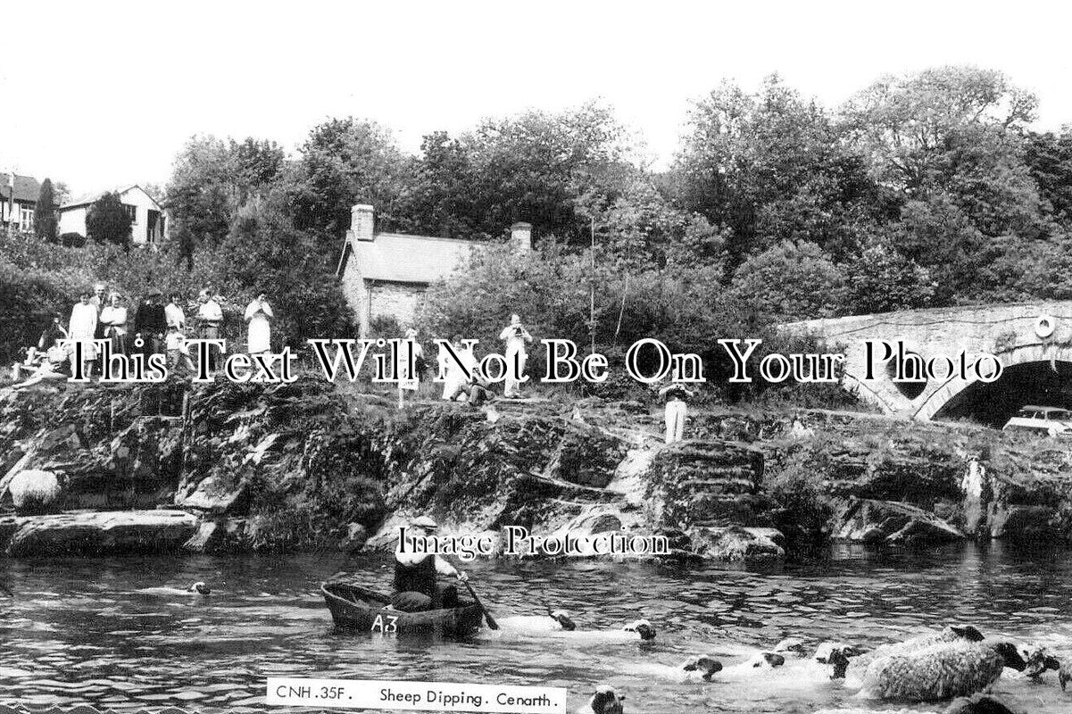 WL 2519 - Sheep Dipping, Cenarth, Wales