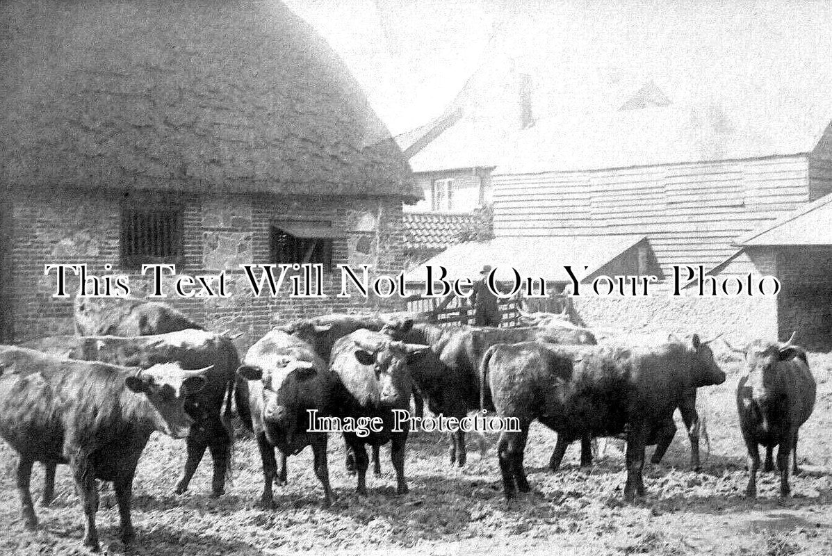 WL 511 - Thatched Farm With Cattle, Tenby, Wales