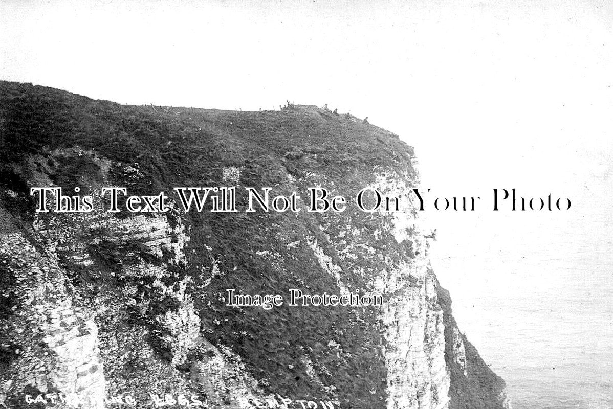 YO 10337 - Gathering Eggs, Bempton, Yorkshire