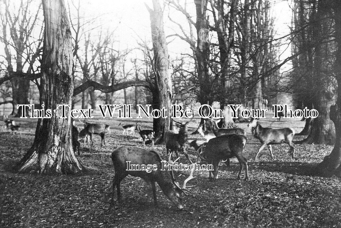 YO 12448 - Deer In Wentworth Park, Rotherham, Yorkshire c1911