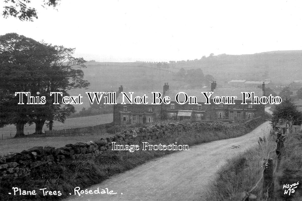 YO 12712 - Plane Trees, Rosedale, Yorkshire