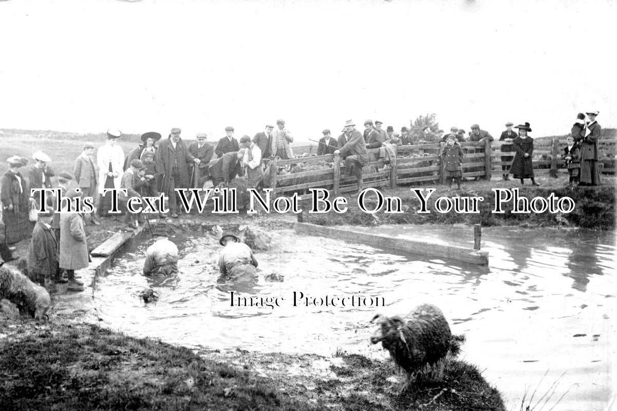 YO 3741 - Pateley Bridge Stean Sheep Washing, Yorkshire c1906