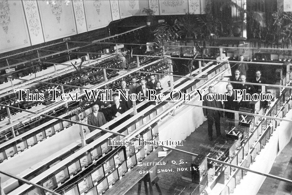 YO 8369 - Sheffield Ornithological Society Open Show, Yorkshire