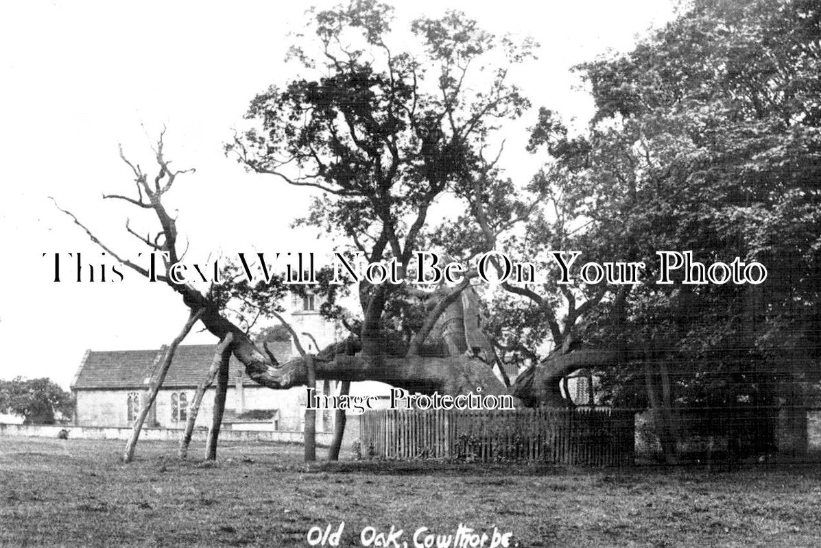 YO 9212 - The Old Oak, Cowthorpe, Yorkshire c1909