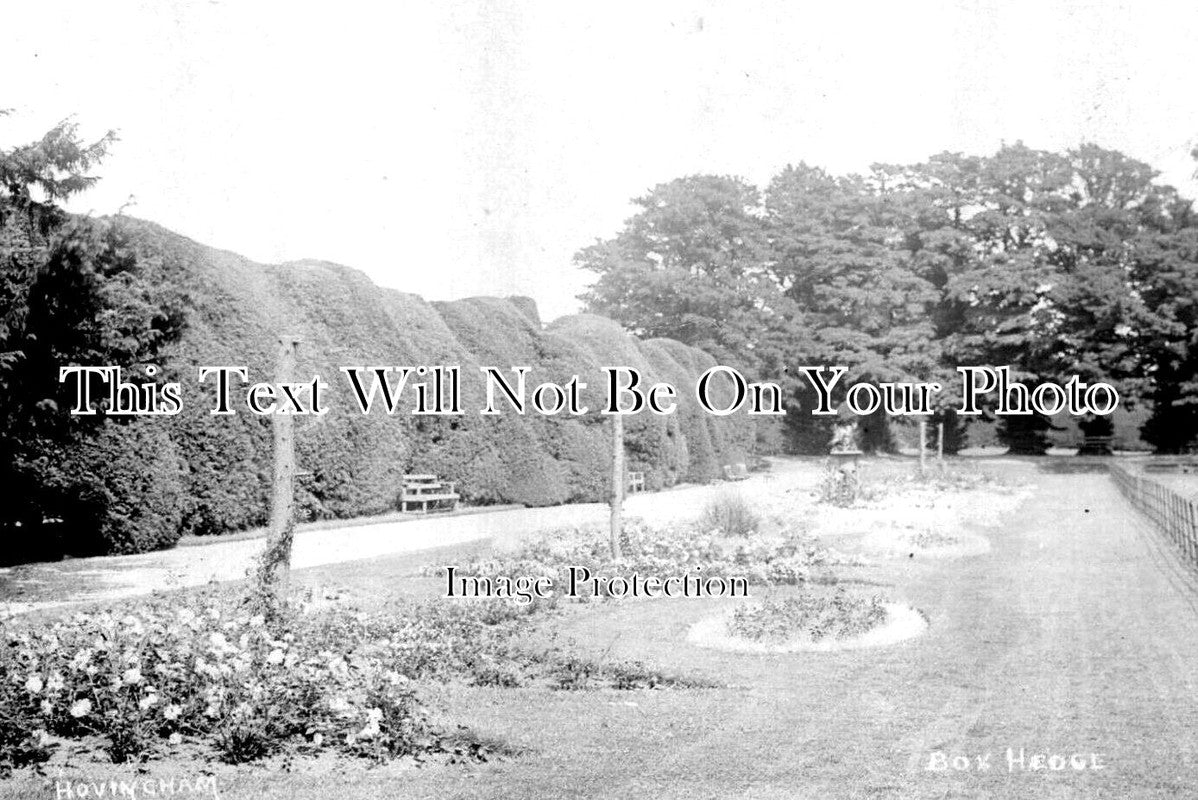 YO 9391 - Box Hedge, Hovingham, Yorkshire