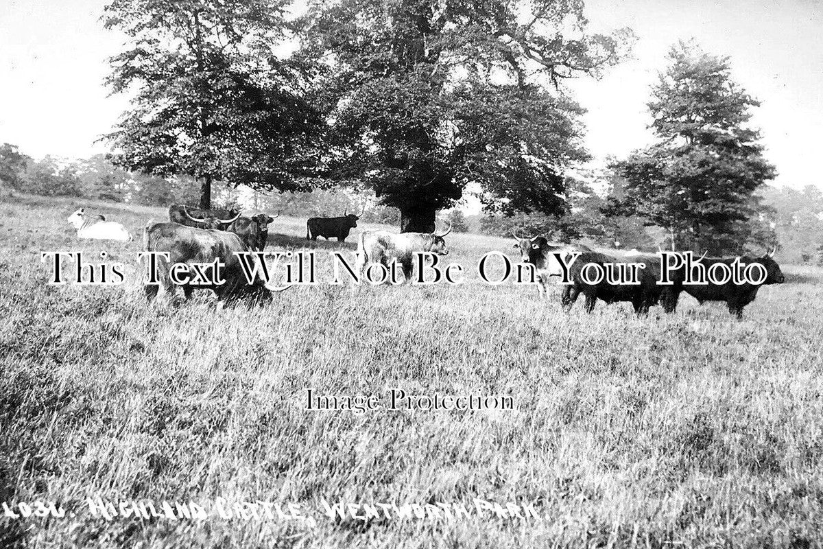 YO 9582 - Highland Cattle, Wentworth, Yorkshire c1915