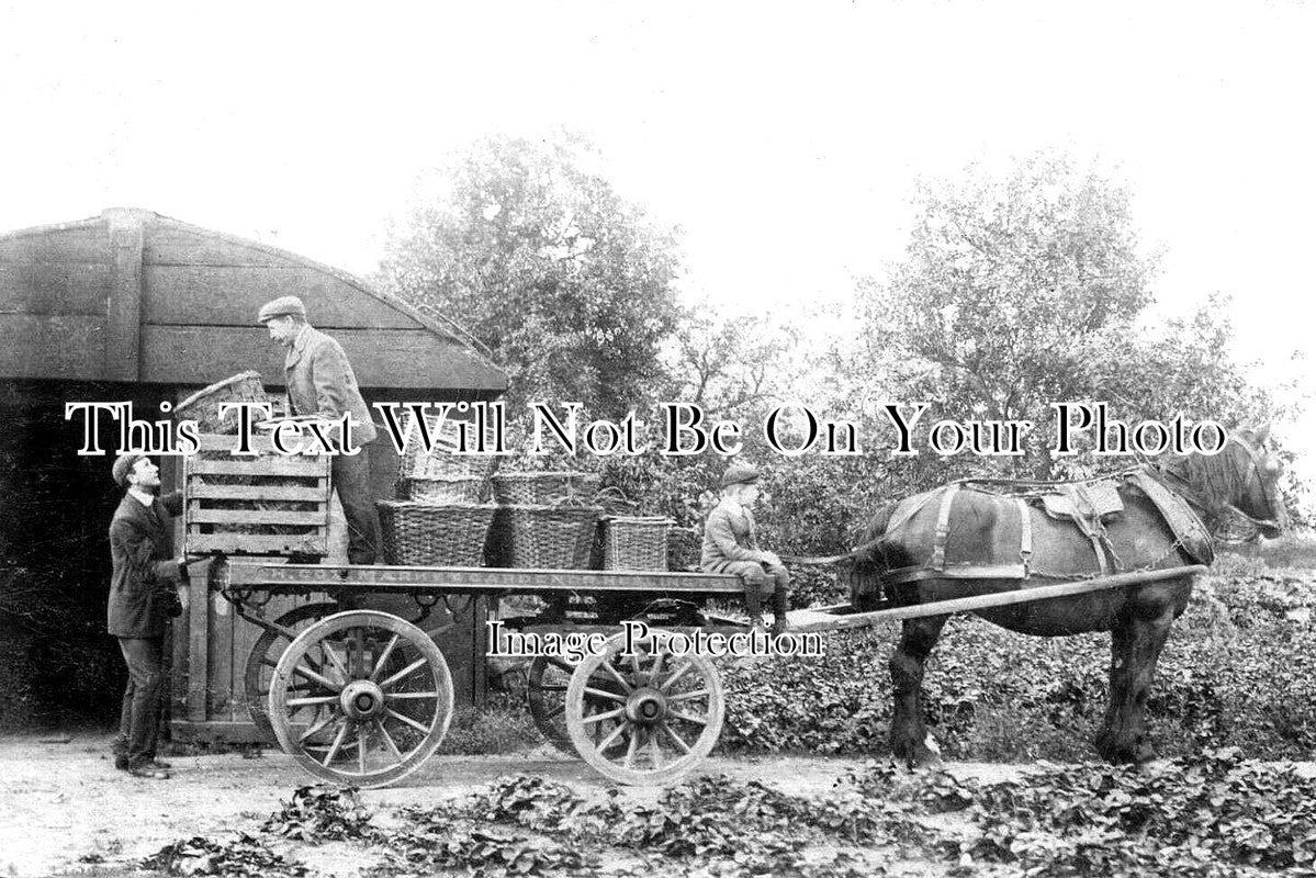 YO 9655 - H Cox Market Gardener, Heslington, Yorkshire