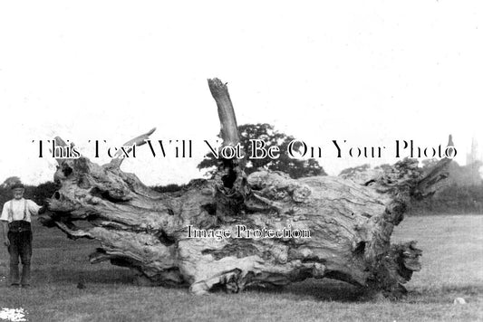 BU 2535 - Old Fallen Oak Tree At Hanslope, Buckinghamshire