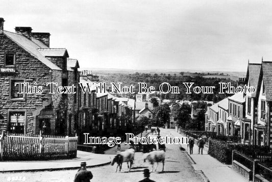 CU 2290 - Cattle On Clifford Street, Appleby, Cumbria c1915