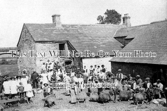 CU 2414 - Sheep Shearing At Greystoke, Allonby, Cumbria