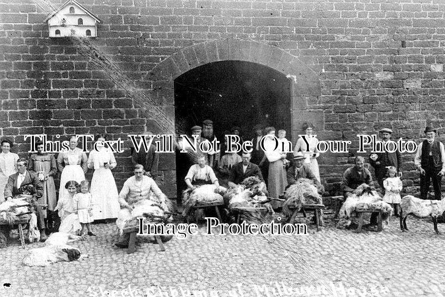 CU 2431 - Sheep Clipping At Milburn House, Milburn, Cumbria