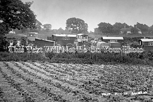 HA 5797 - Fruit Pickers At Sarisbury Green, Hampshire c1905