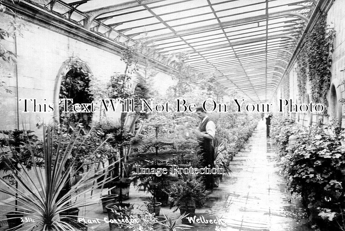 NT 1997 - Plant Corridor, Welbeck Abbey, Nottinghamshire