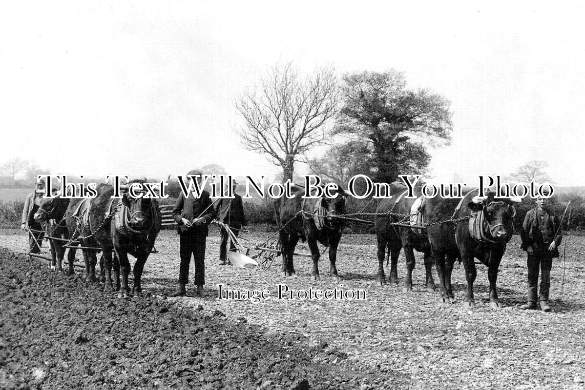 OX 2028 - Bullock Ploughig At Witney, Oxfordshire