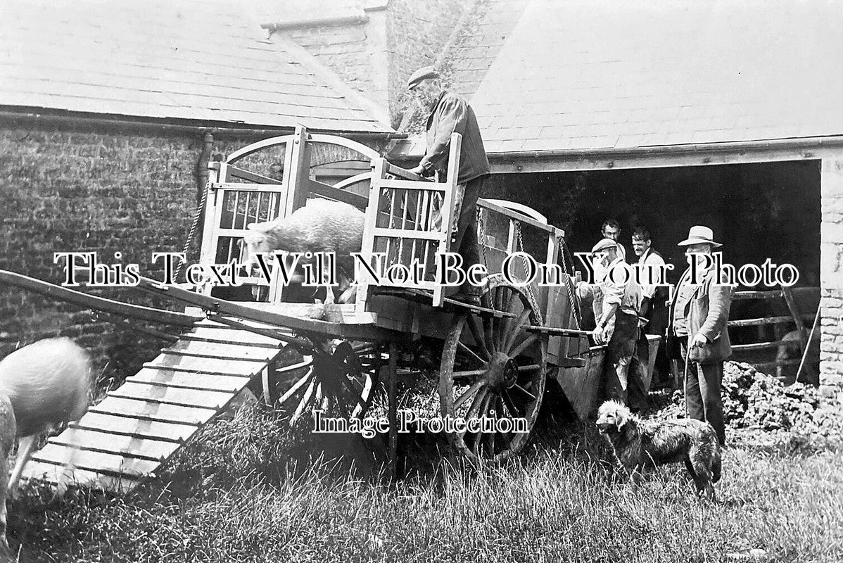 RU 310 - Unloading Sheep From Braunston To North Luffenham c1907