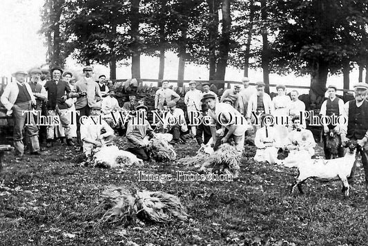 SX 5992 - Sheep Shearing, Sussex