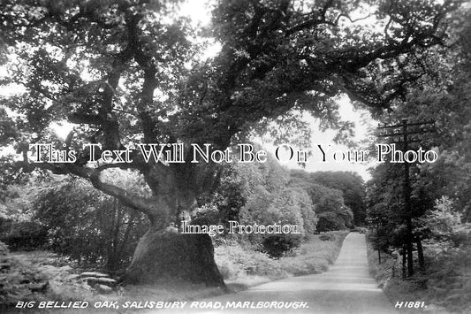 WI 1928 - Big Bellied Oak, Salisbury Road, Marlborough, Wiltshire