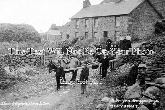 WL 3360 - Horse Litter, Llangelynin, Wales